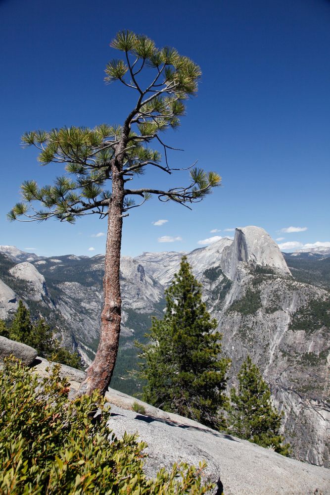 Half Dome from Washburn Point is a classic view of this Yosemite favourite.