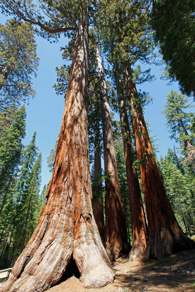 The Batchelor and Three Graces, Mariposa Grove, Yosemite National Park