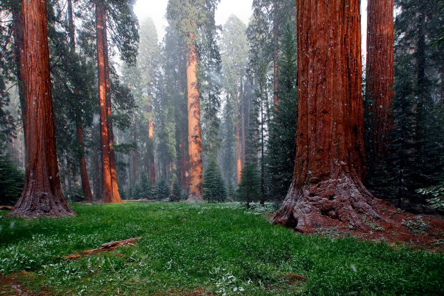 The Generals Highway, Sequoia National Park in a sudden snow storm