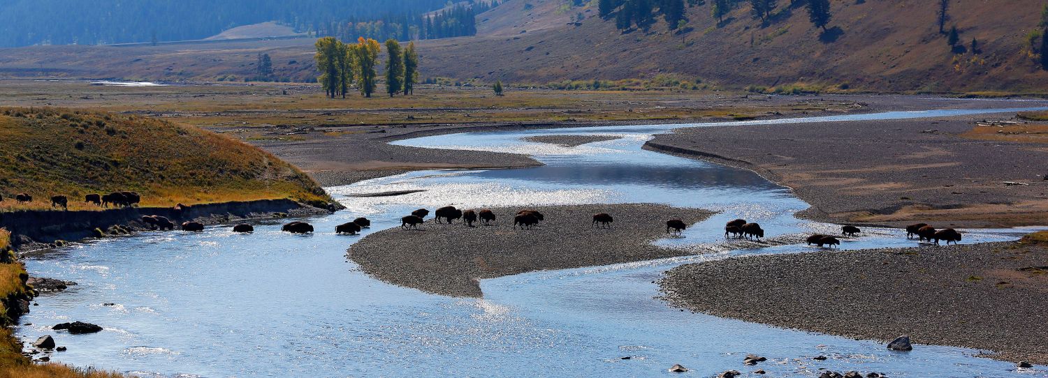 Line of Bison, Lamar Valley, Yellowstone National Park