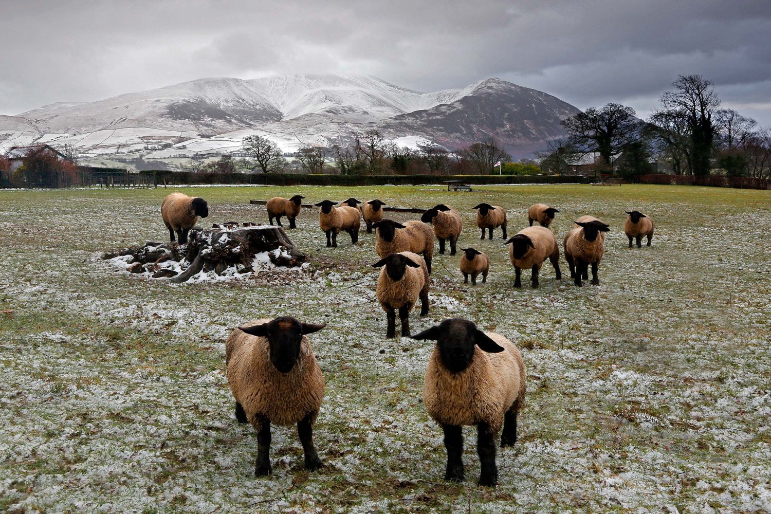 Suffolk Sheep at Bassenthwaite