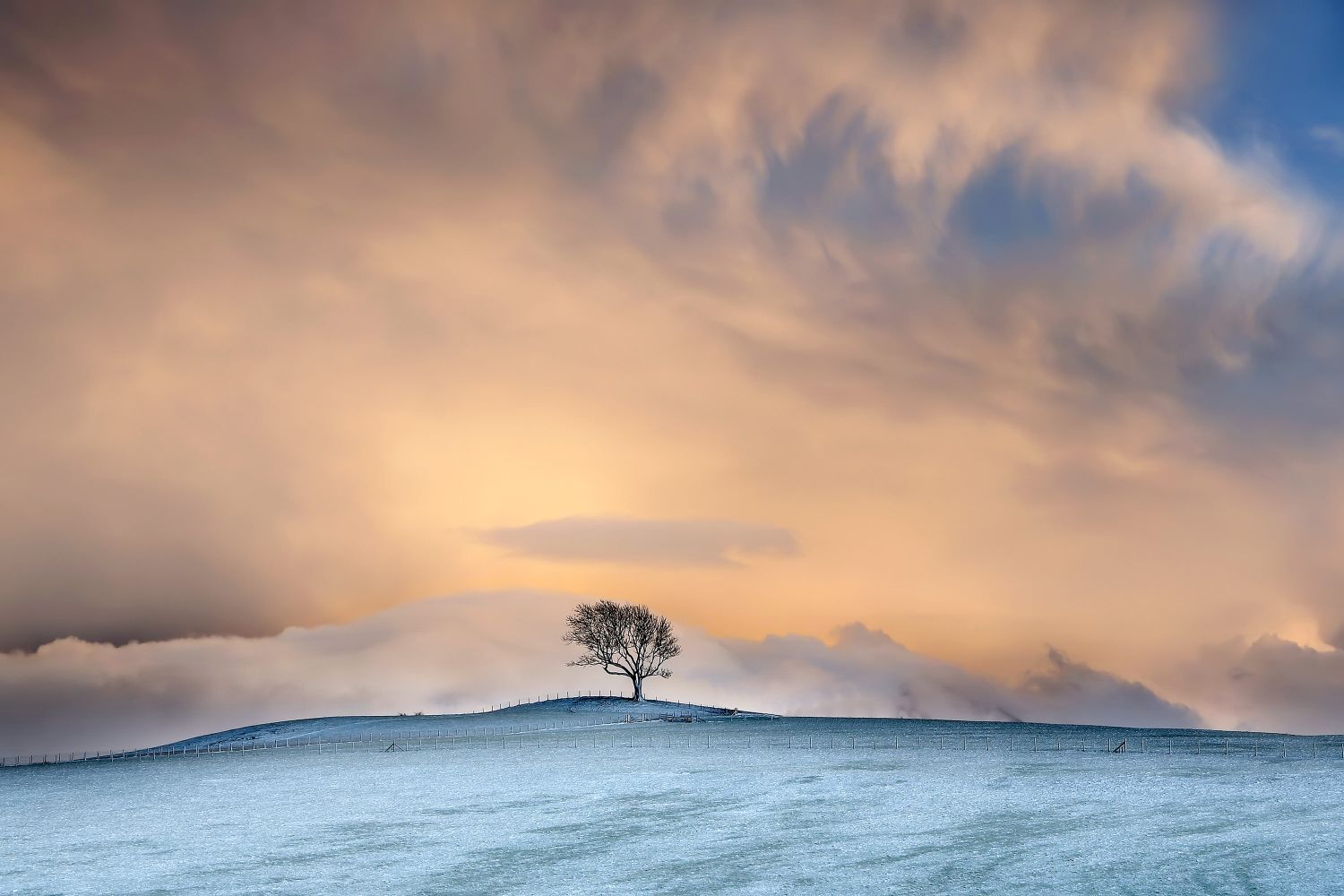 The Setrah Hill Tree at Bassenthwaite