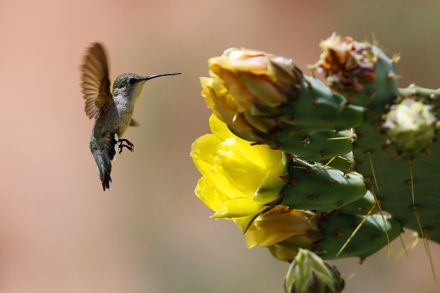 Hummingbird feeding on a desert cactus