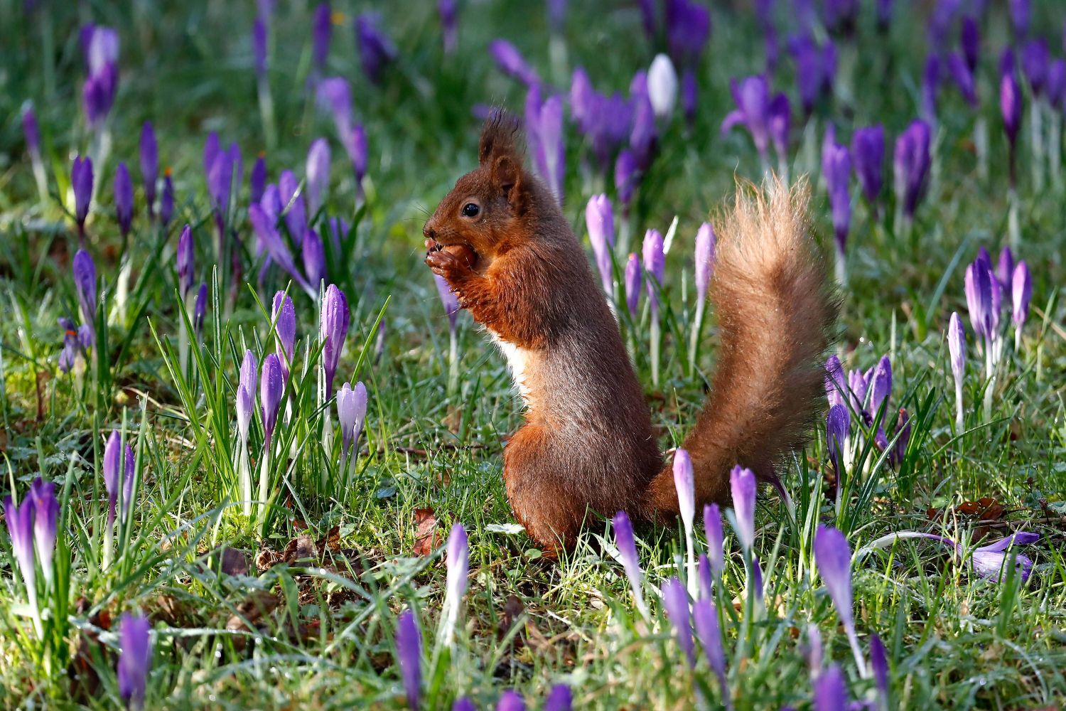 Red Squirrel in a bed of purple crocus 