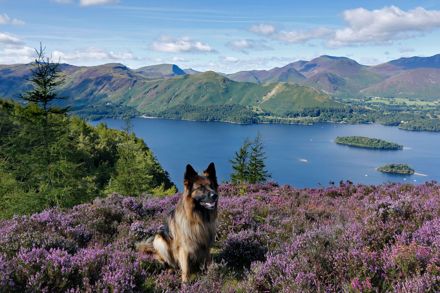 Heather on Walla Crag above Derwentwater